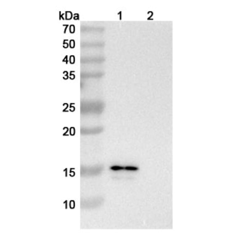 SDS-PAGE - CM101 Biosimilar - Anti-Eotaxin 2 Antibody - BSA and Azide free (A338946) - Antibodies.com