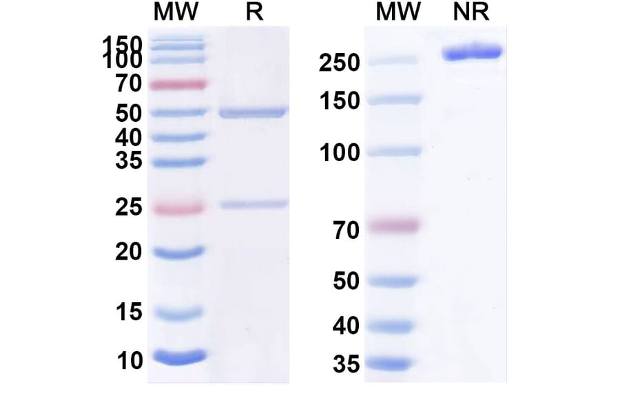 SDS-PAGE - MOR202 Biosimilar - Anti-CD38 Antibody - BSA and Azide free (A338947) - Antibodies.com