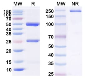 SDS-PAGE - cT84.66 Biosimilar - Anti-CEA Antibody - BSA and Azide free (A338950) - Antibodies.com