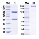SDS-PAGE - cT84.66 Biosimilar - Anti-CEA Antibody - BSA and Azide free (A338950) - Antibodies.com