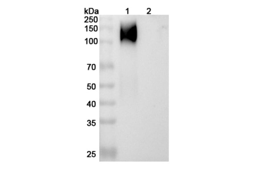 SDS-PAGE - cT84.66 Biosimilar - Anti-CEA Antibody - BSA and Azide free (A338950) - Antibodies.com