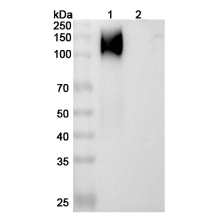SDS-PAGE - cT84.66 Biosimilar - Anti-CEA Antibody - BSA and Azide free (A338950) - Antibodies.com