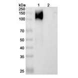 SDS-PAGE - cT84.66 Biosimilar - Anti-CEA Antibody - BSA and Azide free (A338950) - Antibodies.com