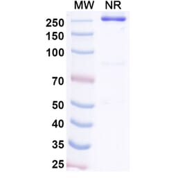 SDS-PAGE - STRO-001 Biosimilar - Anti-CD74 Antibody - BSA and Azide free (A338951) - Antibodies.com