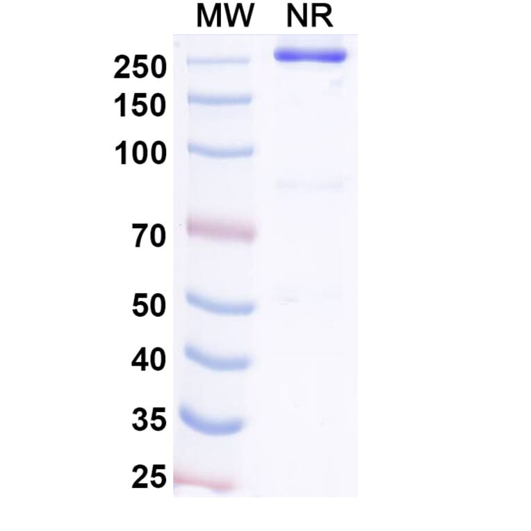 SDS-PAGE - STRO-001 Biosimilar - Anti-CD74 Antibody - BSA and Azide free (A338951) - Antibodies.com