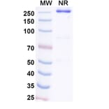 SDS-PAGE - STRO-001 Biosimilar - Anti-CD74 Antibody - BSA and Azide free (A338951) - Antibodies.com