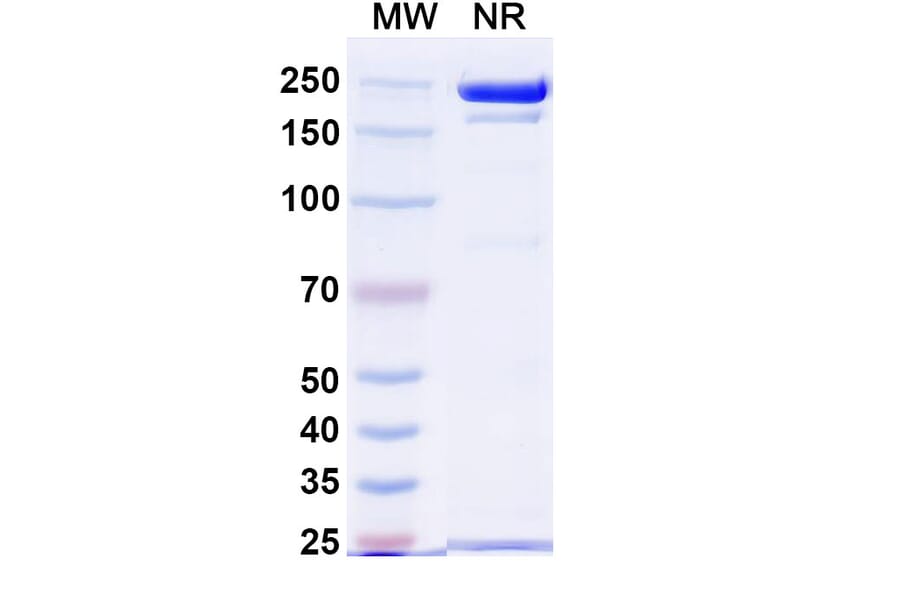 SDS-PAGE - STRO-001 Biosimilar - Anti-CD74 Antibody - BSA and Azide free (A338951) - Antibodies.com