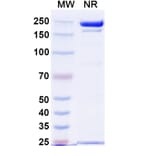 SDS-PAGE - STRO-001 Biosimilar - Anti-CD74 Antibody - BSA and Azide free (A338951) - Antibodies.com