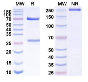 SDS-PAGE - Anti-CD146 Antibody [Abx-Ma1] Biosimilar - BSA and Azide free (A338952) - Antibodies.com