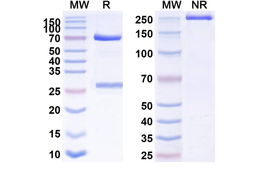 SDS-PAGE - Anti-CD146 Antibody [Abx-Ma1] Biosimilar - BSA and Azide free (A338952) - Antibodies.com
