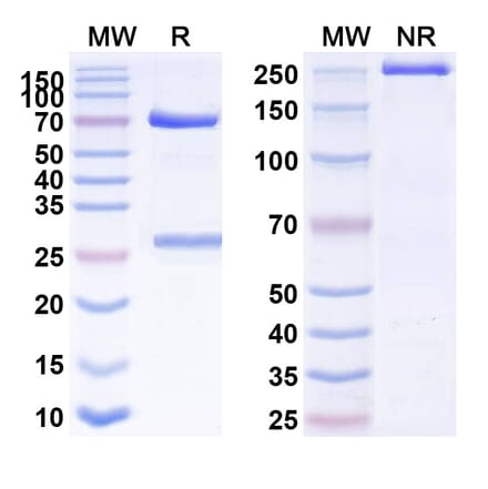 SDS-PAGE - Anti-CD146 Antibody [Abx-Ma1] Biosimilar - BSA and Azide free (A338952) - Antibodies.com