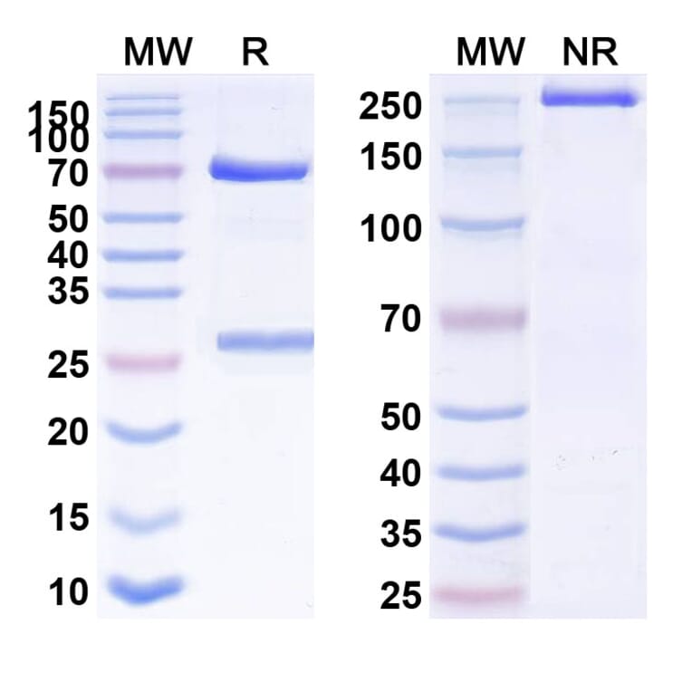 SDS-PAGE - Anti-CD146 Antibody [Abx-Ma1] Biosimilar - BSA and Azide free (A338952) - Antibodies.com