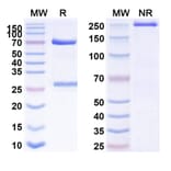 SDS-PAGE - Anti-CD146 Antibody [Abx-Ma1] Biosimilar - BSA and Azide free (A338952) - Antibodies.com