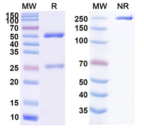 SDS-PAGE - SAR113244 Biosimilar - Anti-CXCR5 Antibody - BSA and Azide free (A338953) - Antibodies.com