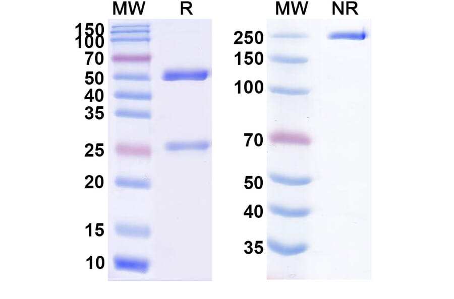 SDS-PAGE - SAR113244 Biosimilar - Anti-CXCR5 Antibody - BSA and Azide free (A338953) - Antibodies.com