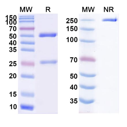 SDS-PAGE - SAR113244 Biosimilar - Anti-CXCR5 Antibody - BSA and Azide free (A338953) - Antibodies.com