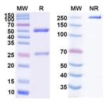 SDS-PAGE - SAR113244 Biosimilar - Anti-CXCR5 Antibody - BSA and Azide free (A338953) - Antibodies.com