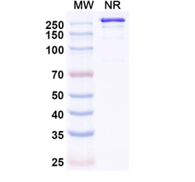SDS-PAGE - HuCC49 Biosimilar - Anti-TAG-72 Antibody - BSA and Azide free (A338956) - Antibodies.com