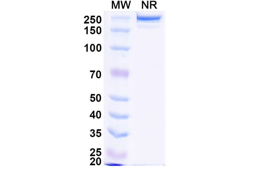 SDS-PAGE - HuCC49 Biosimilar - Anti-TAG-72 Antibody - BSA and Azide free (A338956) - Antibodies.com