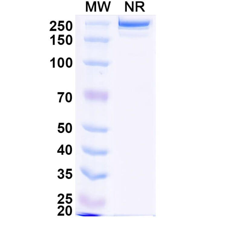 SDS-PAGE - HuCC49 Biosimilar - Anti-TAG-72 Antibody - BSA and Azide free (A338956) - Antibodies.com