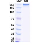 SDS-PAGE - HuCC49 Biosimilar - Anti-TAG-72 Antibody - BSA and Azide free (A338956) - Antibodies.com