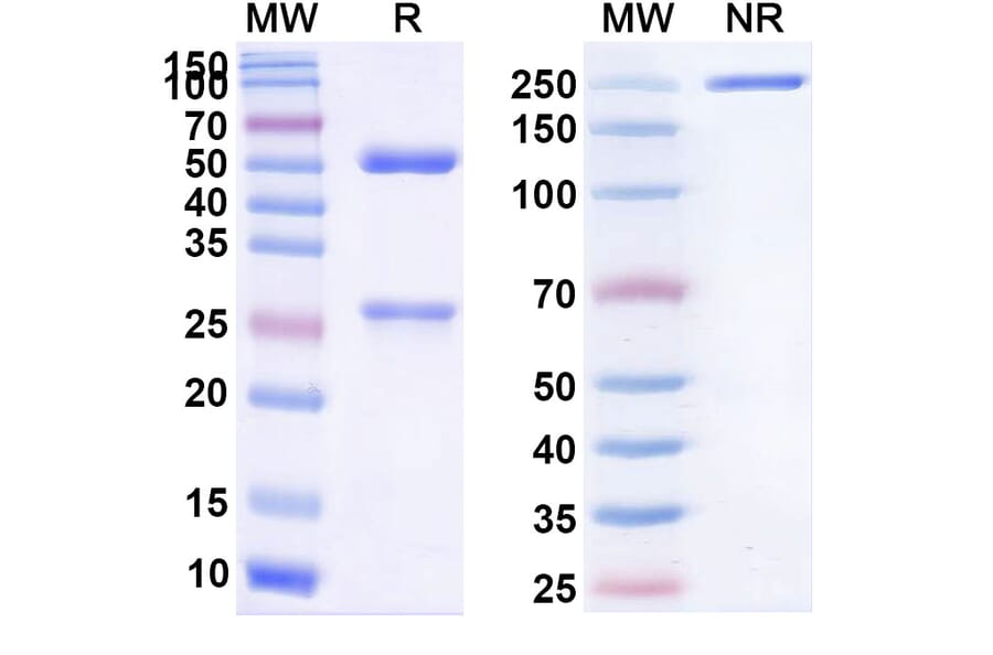SDS-PAGE - Daclizumab Biosimilar - Anti-CD25 Antibody - BSA and Azide free (A338962) - Antibodies.com