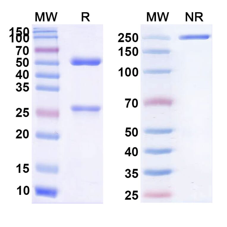 SDS-PAGE - Daclizumab Biosimilar - Anti-CD25 Antibody - BSA and Azide free (A338962) - Antibodies.com