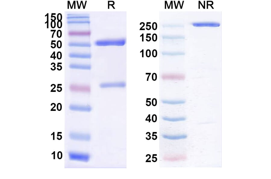 SDS-PAGE - Gemtuzumab Biosimilar - Anti-CD33 Antibody - BSA and Azide free (A338964) - Antibodies.com