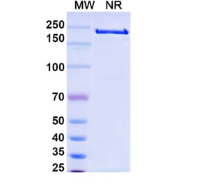 SDS-PAGE - Alemtuzumab Biosimilar - Anti-CD52 Antibody - BSA and Azide free (A338965) - Antibodies.com