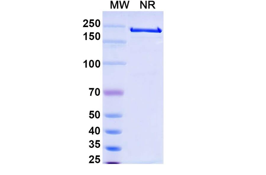 SDS-PAGE - Alemtuzumab Biosimilar - Anti-CD52 Antibody - BSA and Azide free (A338965) - Antibodies.com