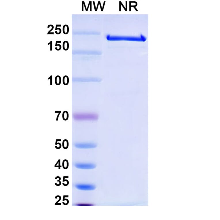 SDS-PAGE - Alemtuzumab Biosimilar - Anti-CD52 Antibody - BSA and Azide free (A338965) - Antibodies.com
