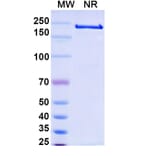 SDS-PAGE - Alemtuzumab Biosimilar - Anti-CD52 Antibody - BSA and Azide free (A338965) - Antibodies.com