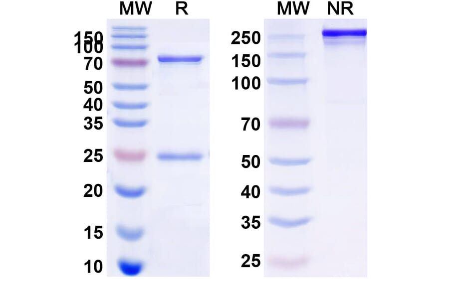 SDS-PAGE - Ibritumomab Biosimilar - Anti-CD20 Antibody - BSA and Azide free (A338966) - Antibodies.com