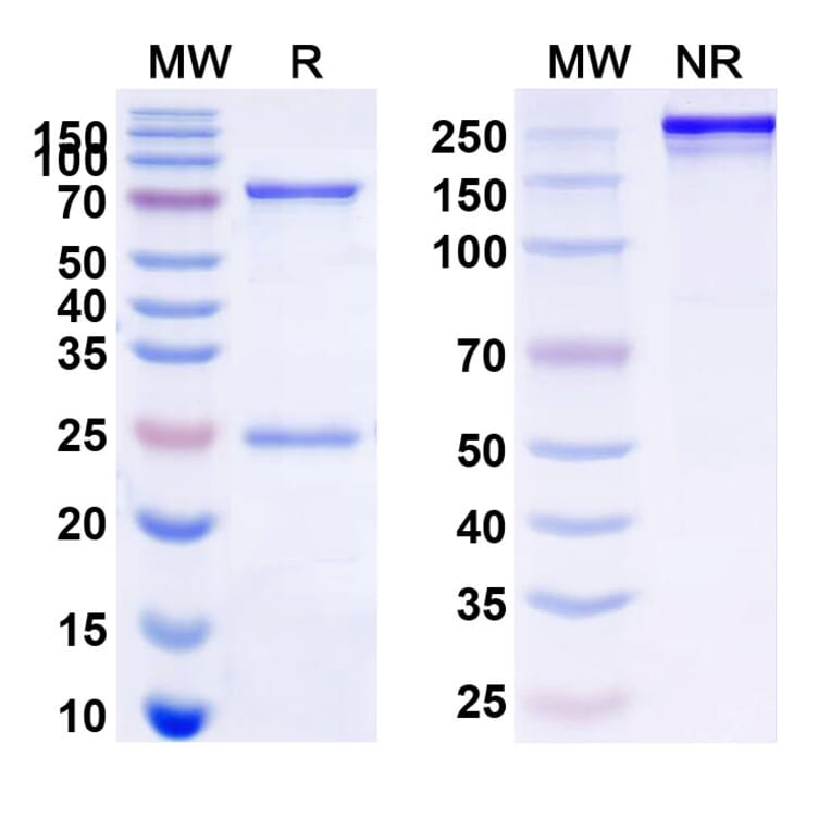 SDS-PAGE - Ibritumomab Biosimilar - Anti-CD20 Antibody - BSA and Azide free (A338966) - Antibodies.com