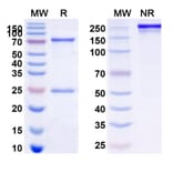 SDS-PAGE - Ibritumomab Biosimilar - Anti-CD20 Antibody - BSA and Azide free (A338966) - Antibodies.com