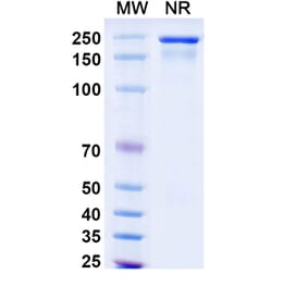 SDS-PAGE - Omalizumab Biosimilar - Anti-IgE Antibody - BSA and Azide free (A338967) - Antibodies.com