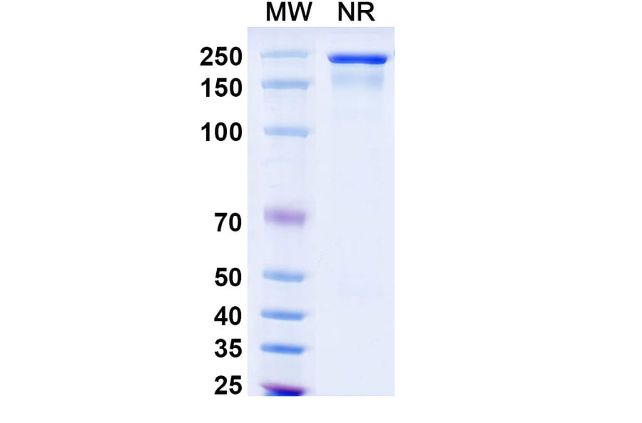 SDS-PAGE - Omalizumab Biosimilar - Anti-IgE Antibody - BSA and Azide free (A338967) - Antibodies.com