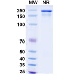 SDS-PAGE - Omalizumab Biosimilar - Anti-IgE Antibody - BSA and Azide free (A338967) - Antibodies.com