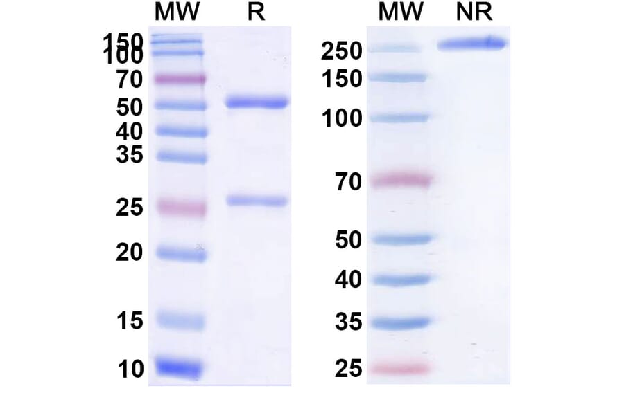 SDS-PAGE - Bevacizumab Biosimilar - Anti-VEGFA Antibody - BSA and Azide free (A338968) - Antibodies.com