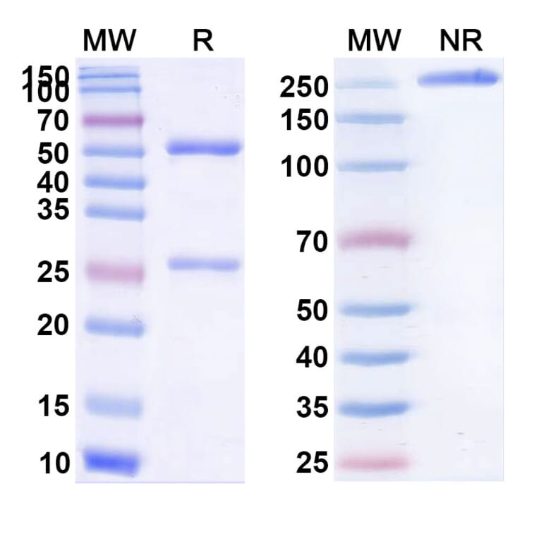 SDS-PAGE - Bevacizumab Biosimilar - Anti-VEGFA Antibody - BSA and Azide free (A338968) - Antibodies.com