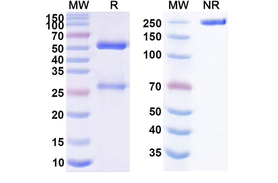 SDS-PAGE - Natalizumab Biosimilar - Anti-Integrin alpha 4 Antibody - BSA and Azide free (A338969) - Antibodies.com