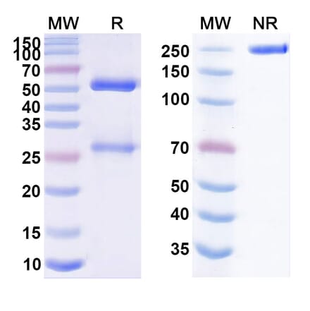 SDS-PAGE - Natalizumab Biosimilar - Anti-Integrin alpha 4 Antibody - BSA and Azide free (A338969) - Antibodies.com