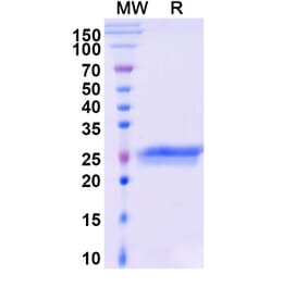 SDS-PAGE - Ranibizumab Biosimilar - Anti-VEGFA Antibody - BSA and Azide free (A338971) - Antibodies.com
