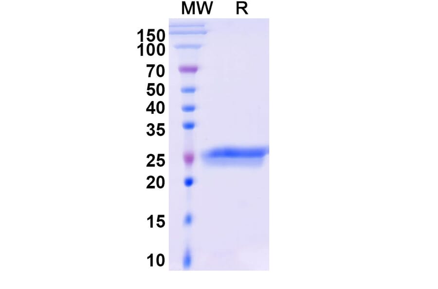 SDS-PAGE - Ranibizumab Biosimilar - Anti-VEGFA Antibody - BSA and Azide free (A338971) - Antibodies.com