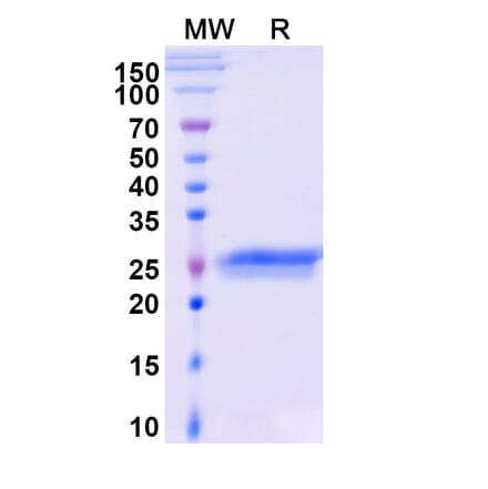 SDS-PAGE - Ranibizumab Biosimilar - Anti-VEGFA Antibody - BSA and Azide free (A338971) - Antibodies.com