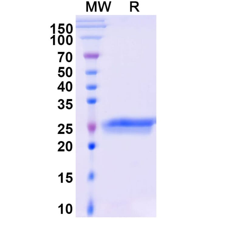 SDS-PAGE - Ranibizumab Biosimilar - Anti-VEGFA Antibody - BSA and Azide free (A338971) - Antibodies.com