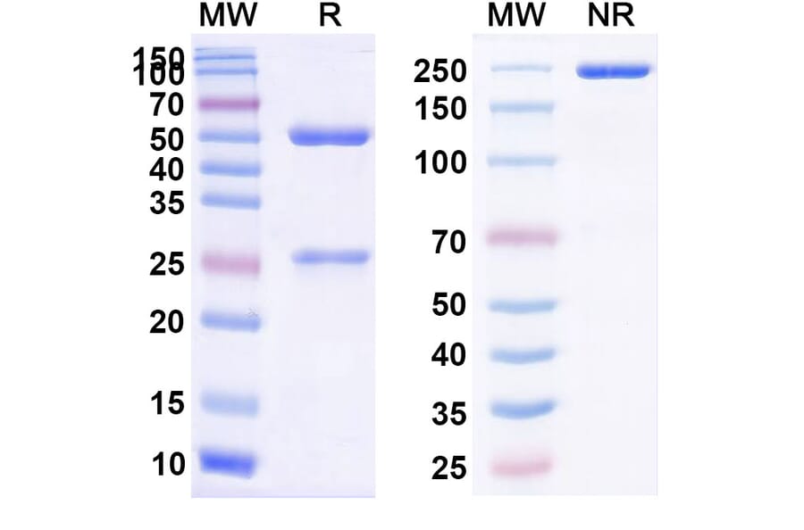 SDS-PAGE - Eculizumab Biosimilar - Anti-C5 Antibody - BSA and Azide free (A338972) - Antibodies.com