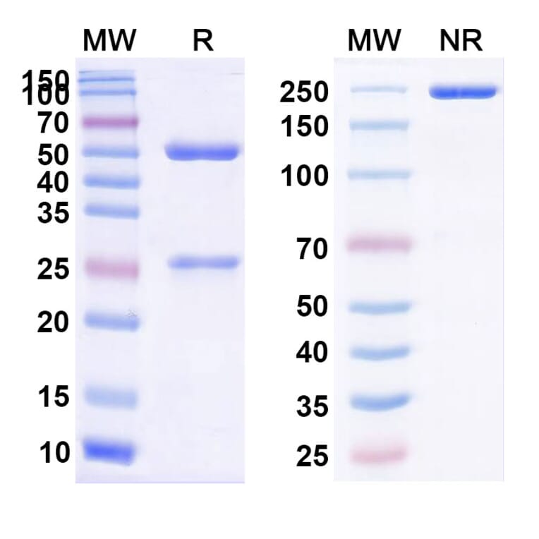 SDS-PAGE - Eculizumab Biosimilar - Anti-C5 Antibody - BSA and Azide free (A338972) - Antibodies.com