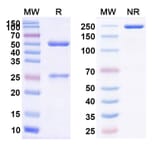 SDS-PAGE - Eculizumab Biosimilar - Anti-C5 Antibody - BSA and Azide free (A338972) - Antibodies.com