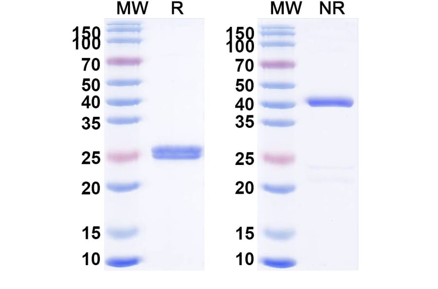 SDS-PAGE - Certolizumab Biosimilar - Anti-TNF alpha Antibody - BSA and Azide free (A338973) - Antibodies.com